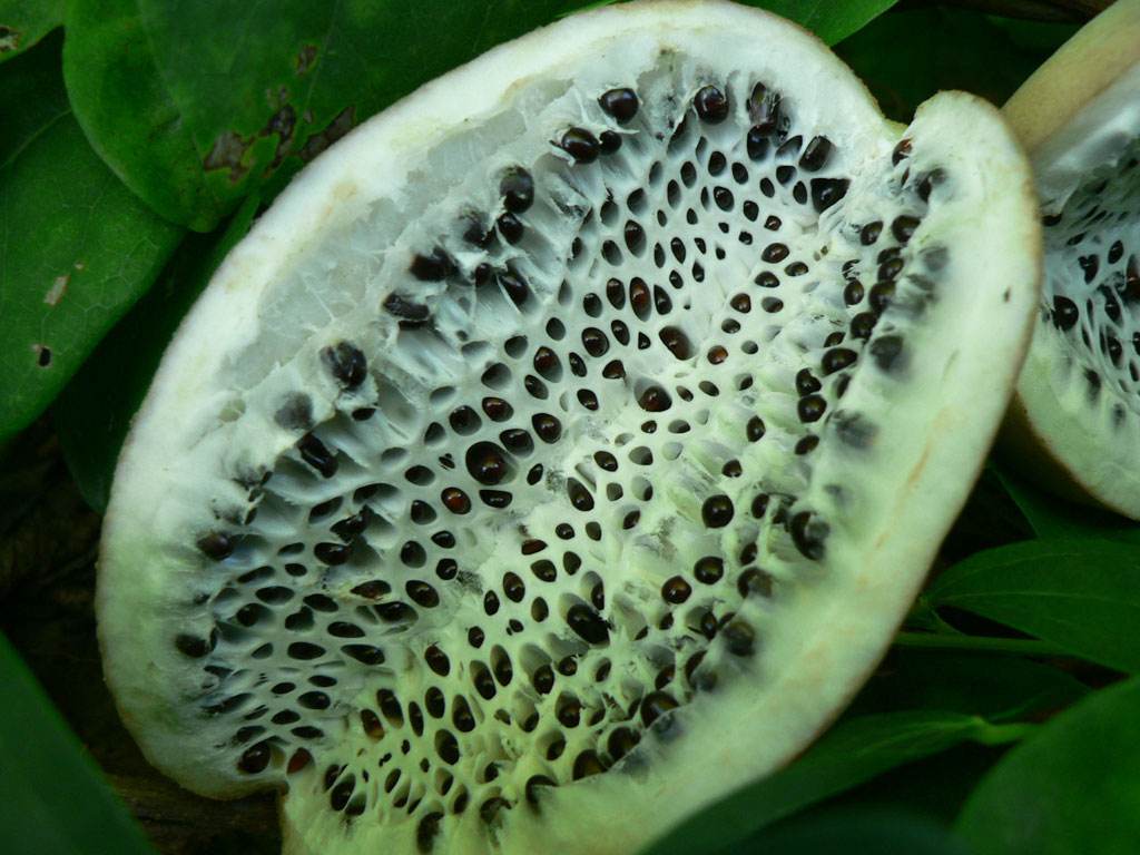 Picture 12 of 15 kinds of fruits in Vietnam are listed in the 25 most exotic fruits in the world