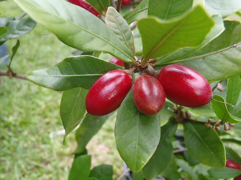 Picture 20 of 15 kinds of fruits in Vietnam are listed in the 25 most exotic fruits in the world