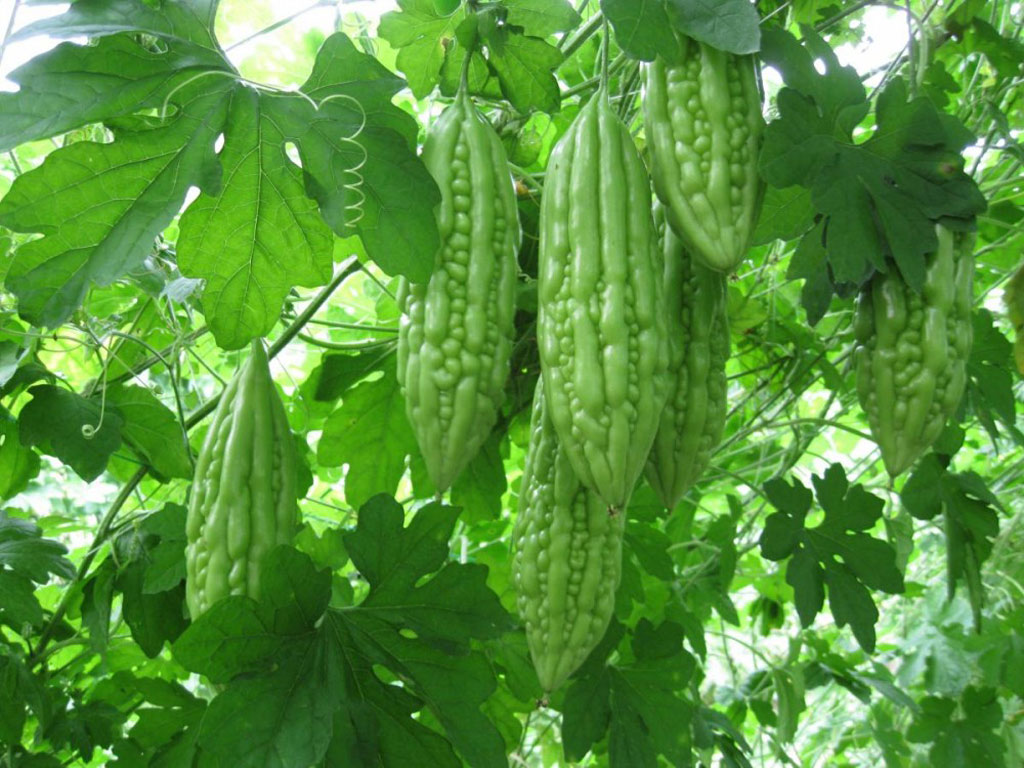 Picture 23 of 15 kinds of fruits in Vietnam are listed in the 25 most exotic fruits in the world