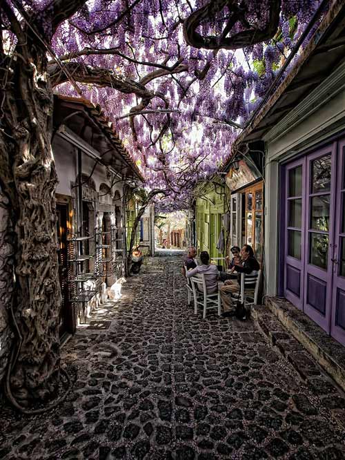 Picture 1 of 15 most beautiful flower paths in the world