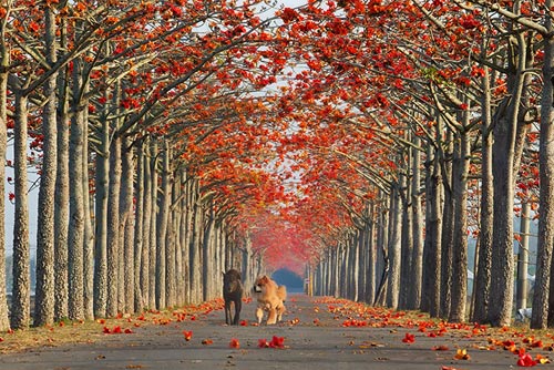 Picture 11 of 15 most beautiful flower paths in the world
