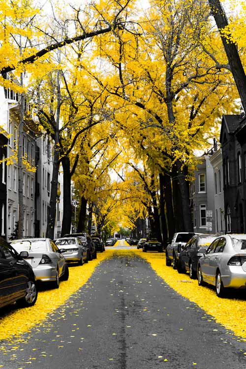 Picture 12 of 15 most beautiful flower paths in the world