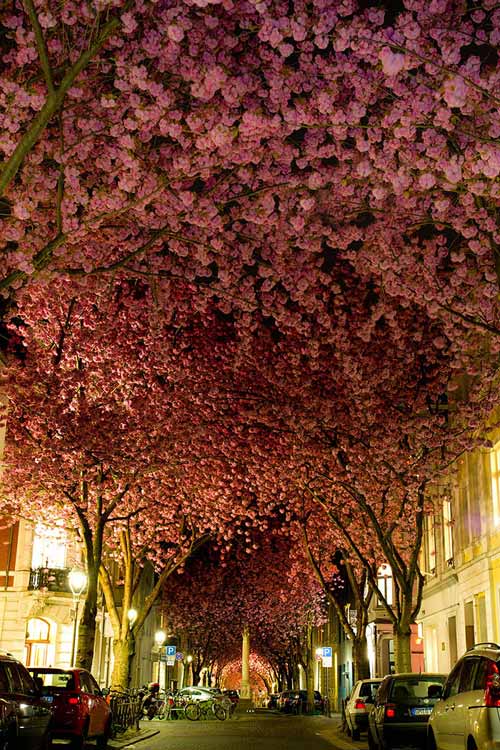 Picture 2 of 15 most beautiful flower paths in the world