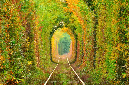 Picture 3 of 15 most beautiful flower paths in the world