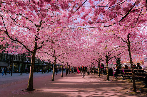 Picture 4 of 15 most beautiful flower paths in the world