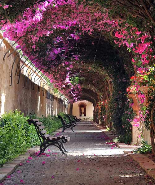 Picture 5 of 15 most beautiful flower paths in the world