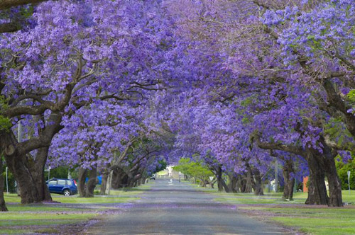 Picture 6 of 15 most beautiful flower paths in the world