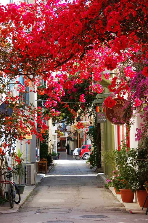 Picture 7 of 15 most beautiful flower paths in the world