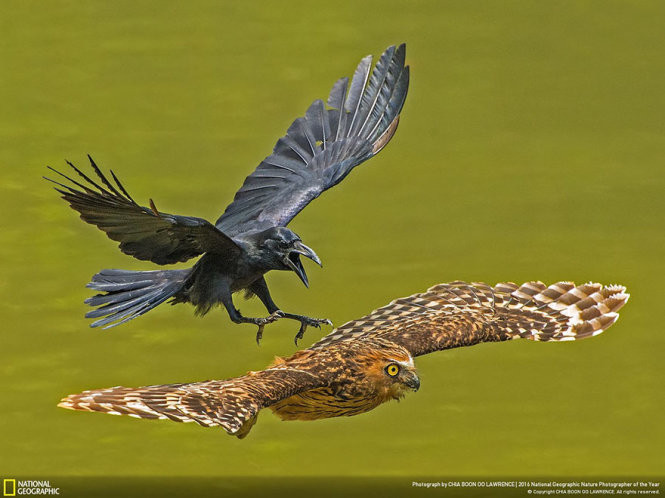 Picture 10 of 15 photos won the 2016 Nature Photographer Award