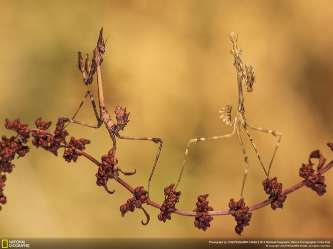 Picture 12 of 15 photos won the 2016 Nature Photographer Award