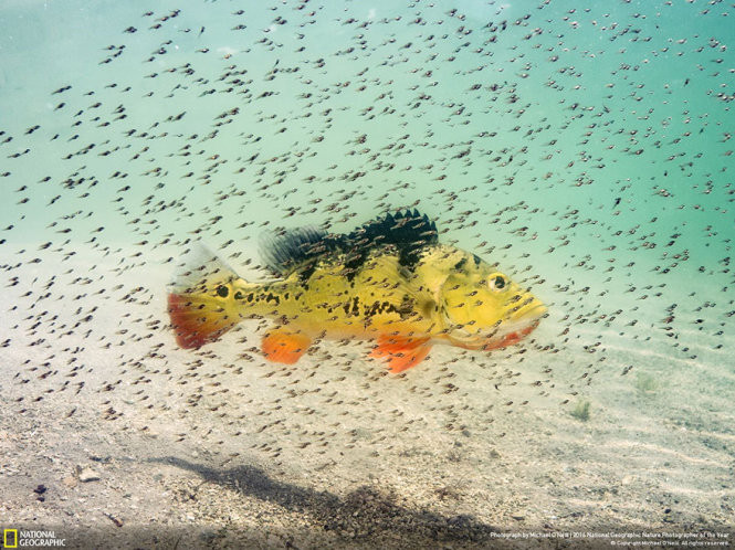 Picture 14 of 15 photos won the 2016 Nature Photographer Award