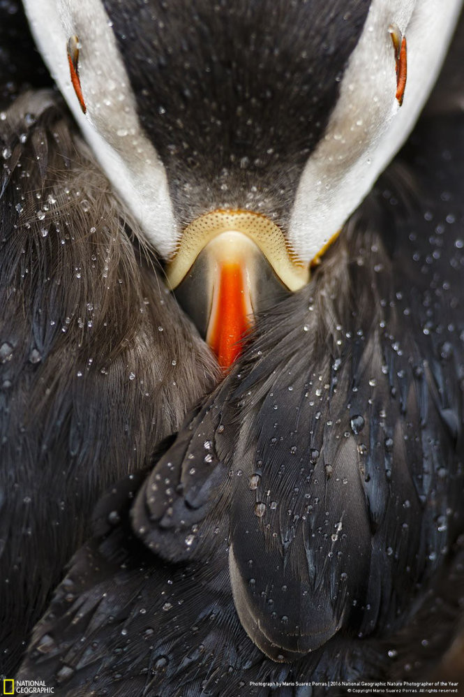 Picture 6 of 15 photos won the 2016 Nature Photographer Award