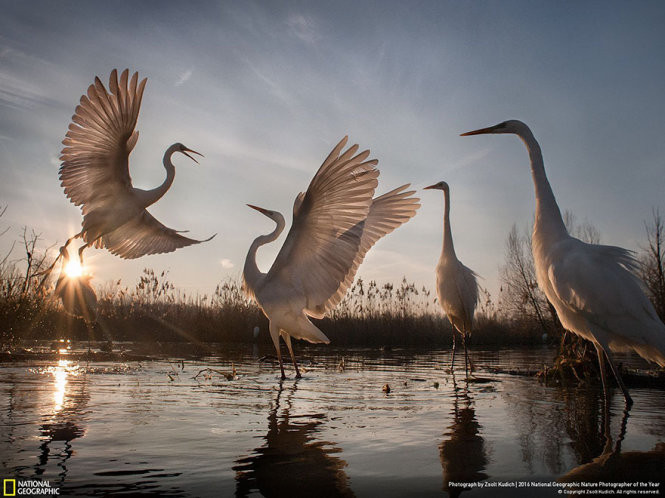 Picture 7 of 15 photos won the 2016 Nature Photographer Award