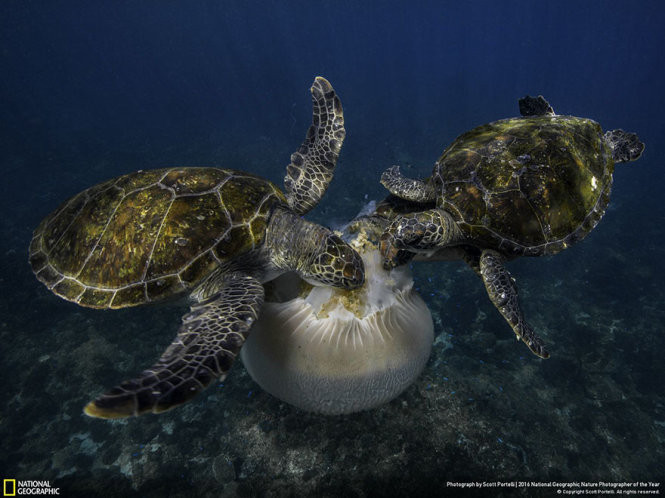 Picture 8 of 15 photos won the 2016 Nature Photographer Award