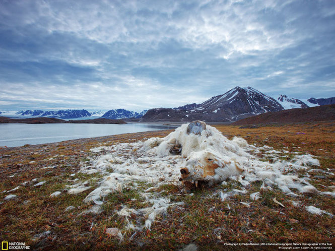 Picture 9 of 15 photos won the 2016 Nature Photographer Award