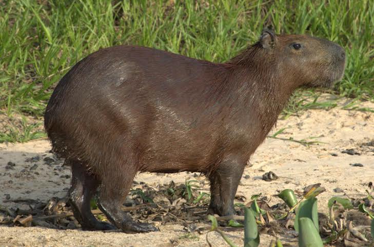 Picture 10 of 15 world's largest animals