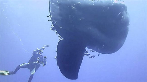 Picture 11 of 15 world's largest animals
