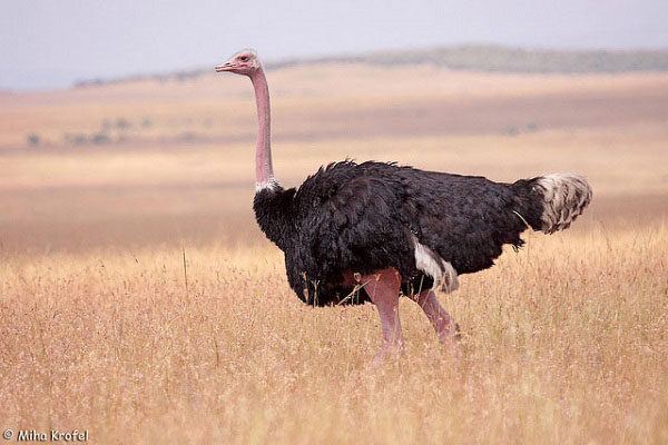 Picture 13 of 15 world's largest animals
