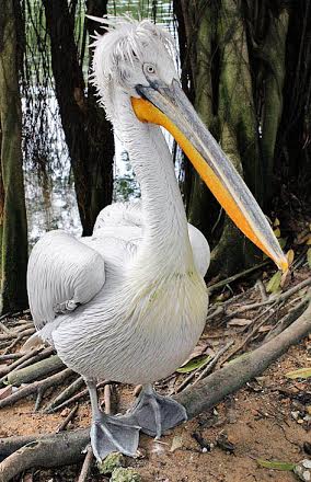 Picture 14 of 15 world's largest animals