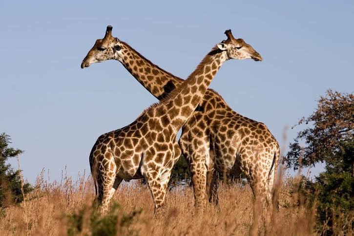 Picture 3 of 15 world's largest animals
