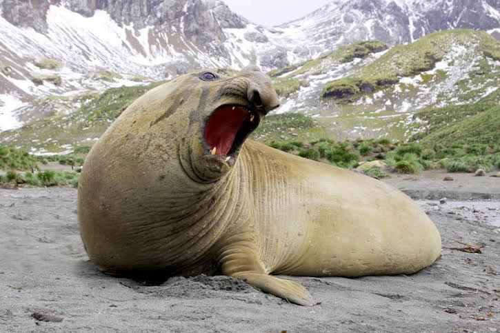 Picture 4 of 15 world's largest animals