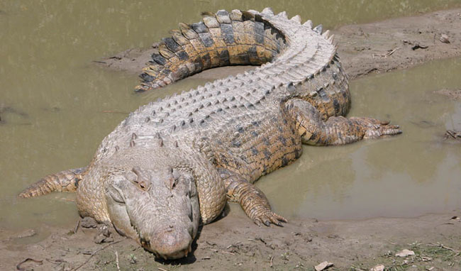Picture 6 of 15 world's largest animals