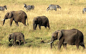 Picture 1 of 15 years later African elephants may no longer exist