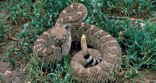 Picture 1 of 1500 years ago, some people ate live rattlesnakes, went to the toilet to remove snake canines