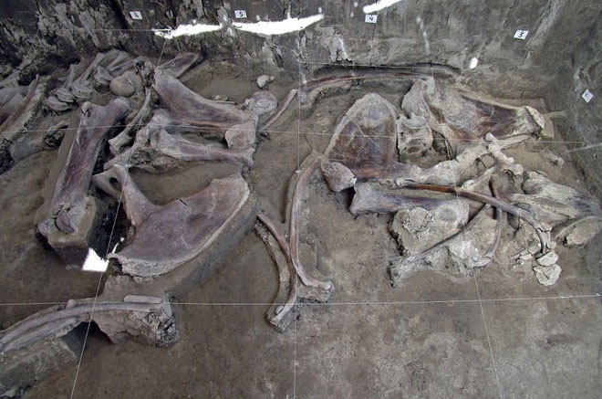 Picture 1 of 15,000-year-old mammoth trap discovered in Mexico
