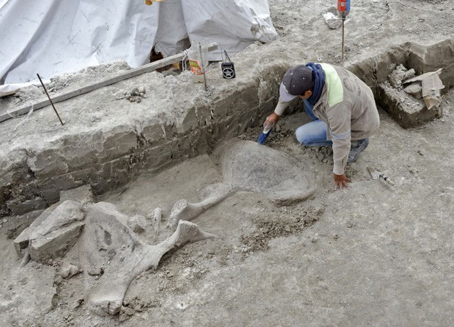 Picture 2 of 15,000-year-old mammoth trap discovered in Mexico