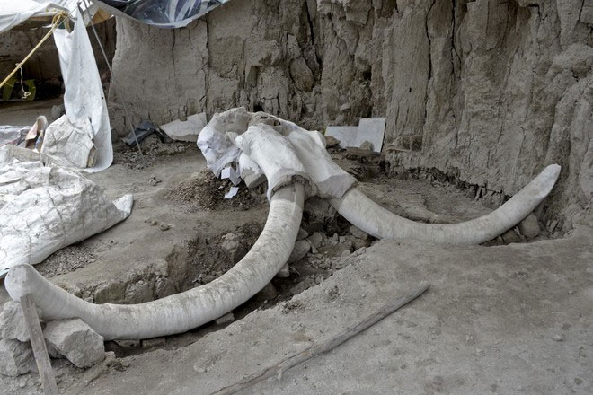 Picture 3 of 15,000-year-old mammoth trap discovered in Mexico