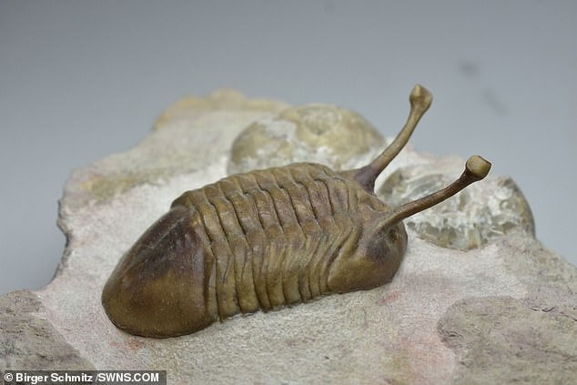 Picture 2 of 150km asteroid hit Earth, a series of new creatures were born