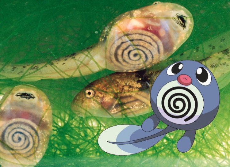 Picture 12 of 16 little things to know about Pokemon