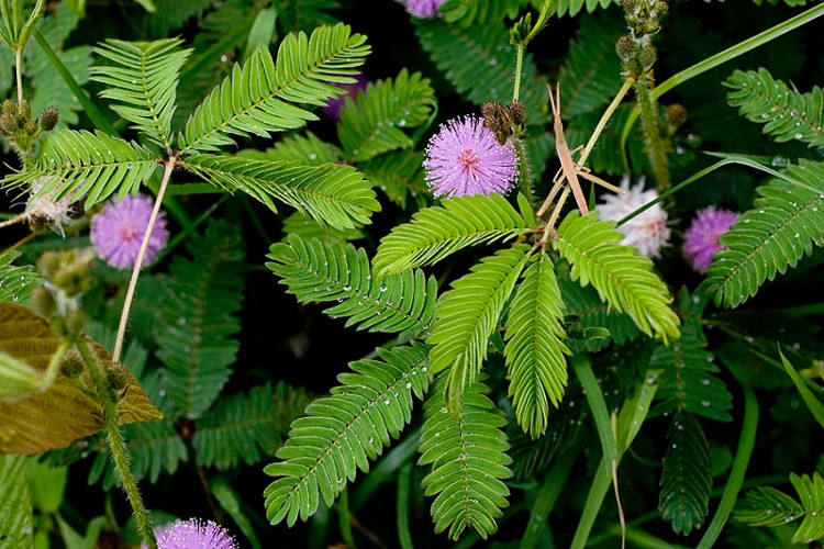 Picture 2 of 16 natural remedies for insomnia