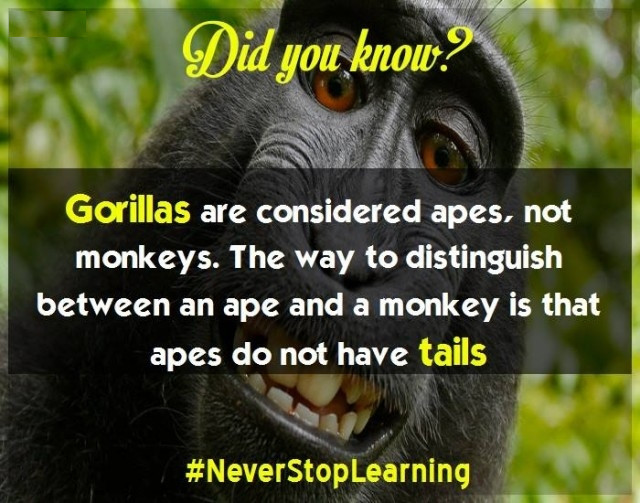 Picture 11 of 18 extremely interesting facts you may not know yet