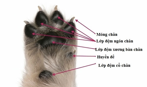 Picture 1 of 18 interesting things about dog feet