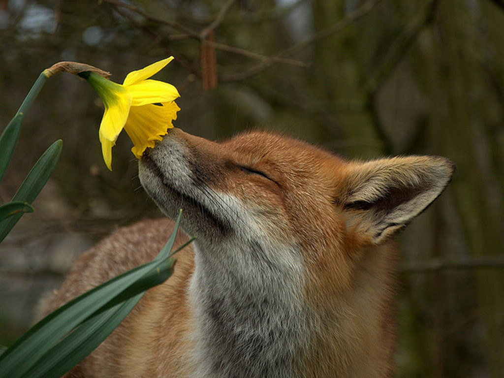 Picture 1 of 18 nuances reward unexpectedly romantic flowers of animals