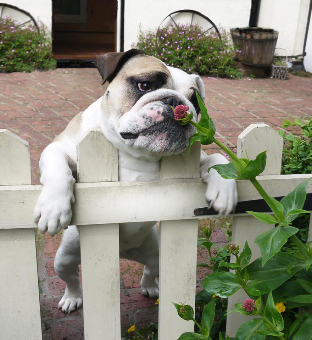 Picture 10 of 18 nuances reward unexpectedly romantic flowers of animals