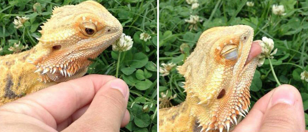 Picture 11 of 18 nuances reward unexpectedly romantic flowers of animals
