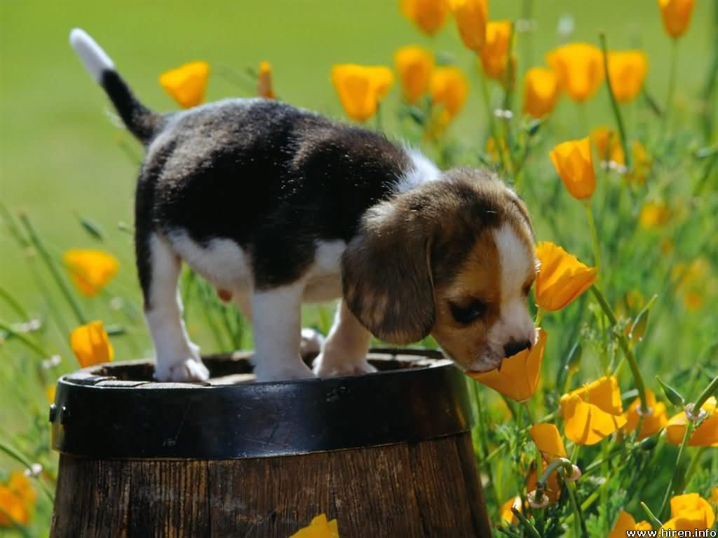 Picture 12 of 18 nuances reward unexpectedly romantic flowers of animals