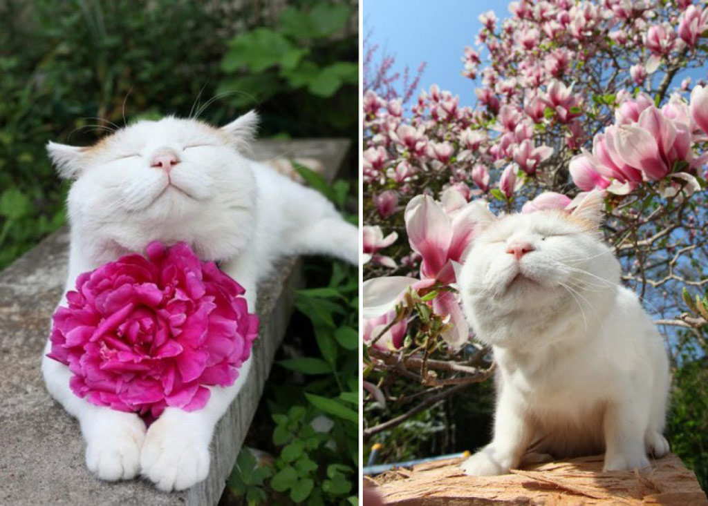 Picture 13 of 18 nuances reward unexpectedly romantic flowers of animals