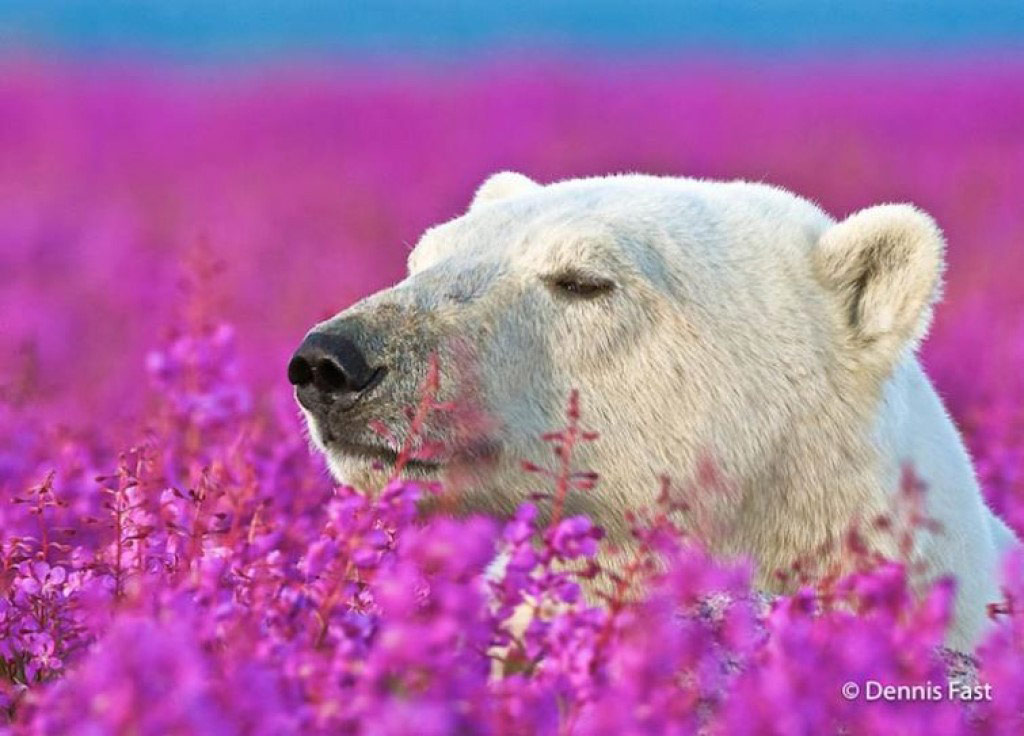 Picture 14 of 18 nuances reward unexpectedly romantic flowers of animals