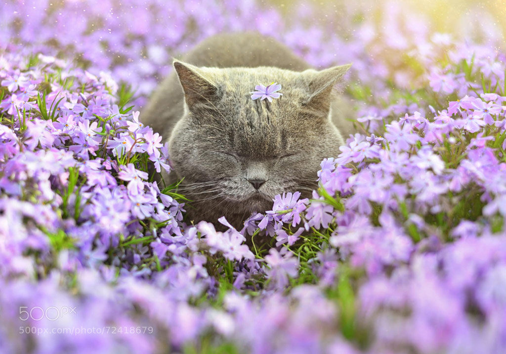 Picture 15 of 18 nuances reward unexpectedly romantic flowers of animals