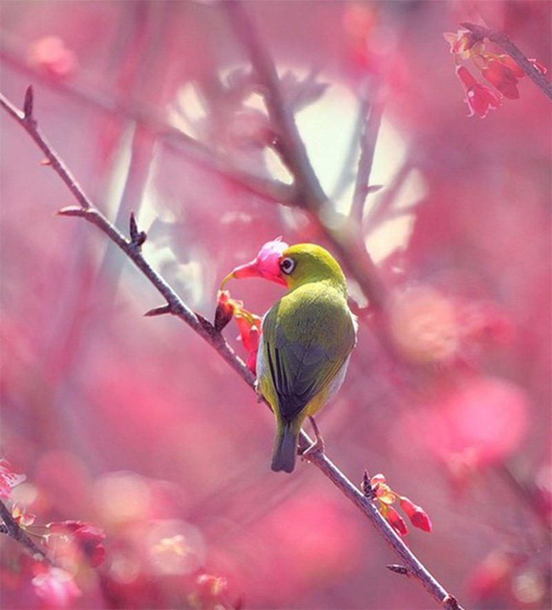 Picture 16 of 18 nuances reward unexpectedly romantic flowers of animals