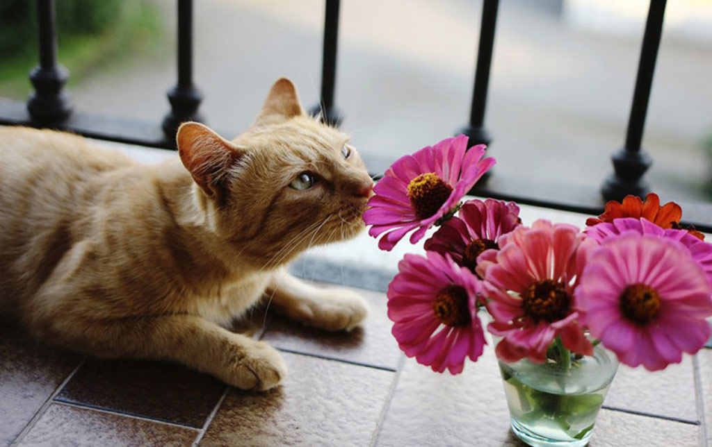 Picture 17 of 18 nuances reward unexpectedly romantic flowers of animals