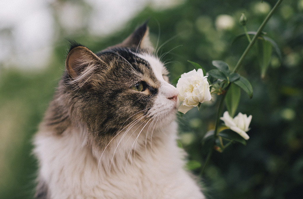 Picture 18 of 18 nuances reward unexpectedly romantic flowers of animals
