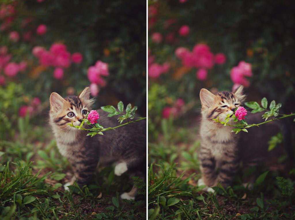 Picture 2 of 18 nuances reward unexpectedly romantic flowers of animals