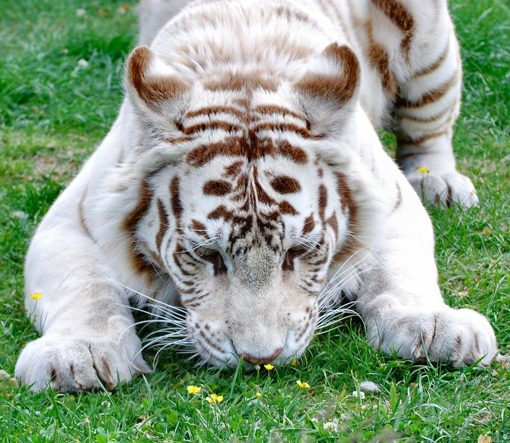 Picture 3 of 18 nuances reward unexpectedly romantic flowers of animals