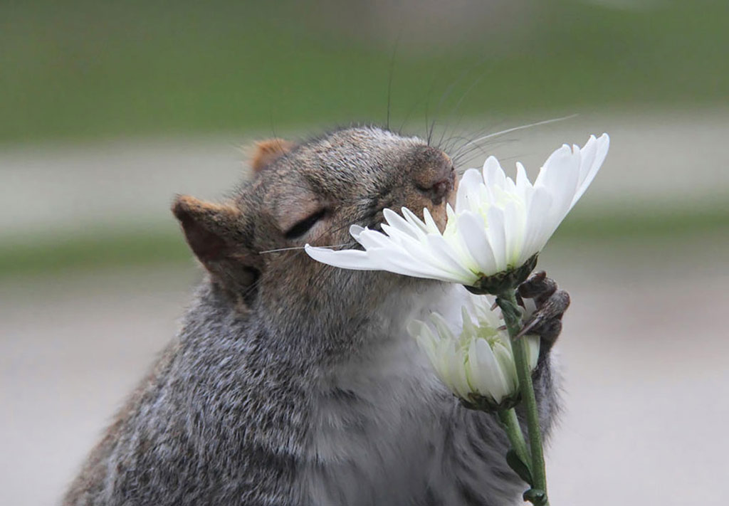 Picture 4 of 18 nuances reward unexpectedly romantic flowers of animals