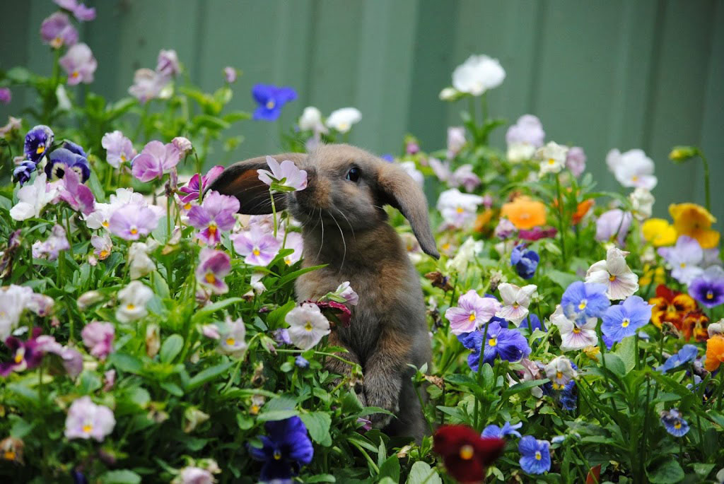 Picture 5 of 18 nuances reward unexpectedly romantic flowers of animals